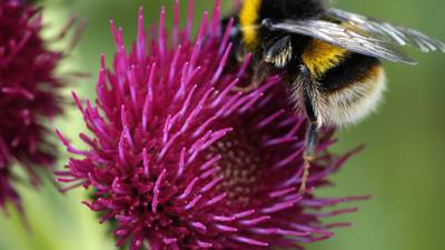 Irish bumblebee population in decline