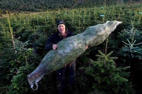 ‘A win-win this year’: Christmas tree sales grow as theft falls
