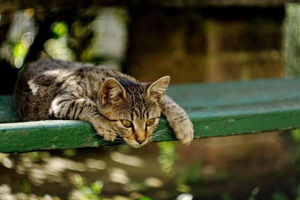 Mind that cat – and its impact on wildlife