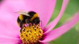 How to make your garden a haven for bees