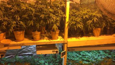 More than €250,000 of cannabis seized in Monaghan