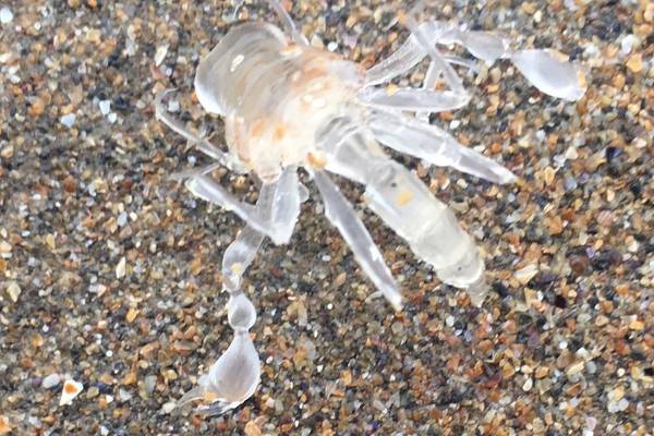 What’s this strange translucent creature? Readers’ nature queries