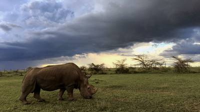 A last-ditch attempt to stave off extinction as Sudan goes on Tinder