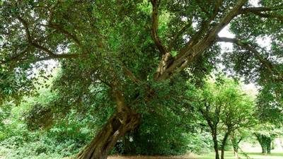 Northern Ireland tree comes sixth in European contest