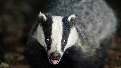 Are we culling badgers needlessly?