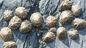 Limpet teeth overtake spider silk as ‘strongest biological material’
