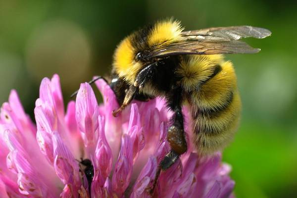 A third of all bee species in Ireland could be extinct by 2030