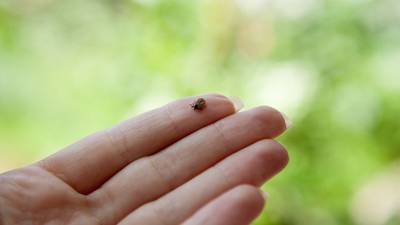 Lyme disease: What is it and how do you get it?