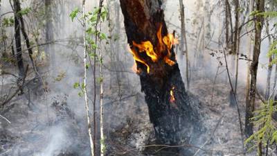 Firefighters battle to keep forest fire away from Kildare explosives factory