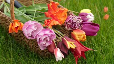 10 terrific tulips to buy now and plant later for spring