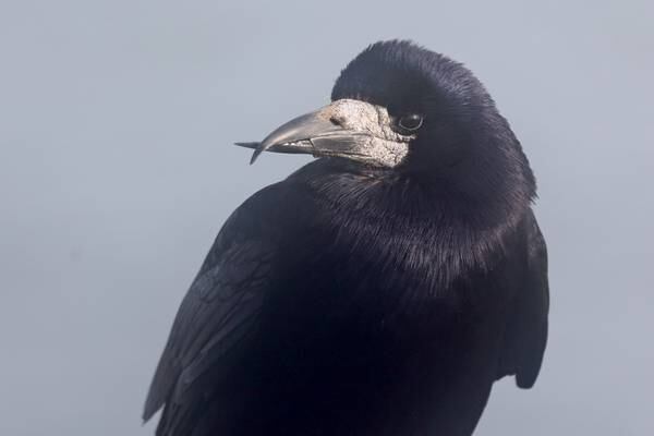 Two convicted for recreational killing of rooks using ‘decoys’