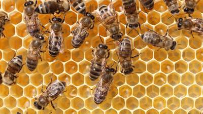 Group wants to turn referendum posters into bee hives