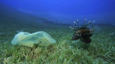 Plastic’s journey from the sea to our dinner plates