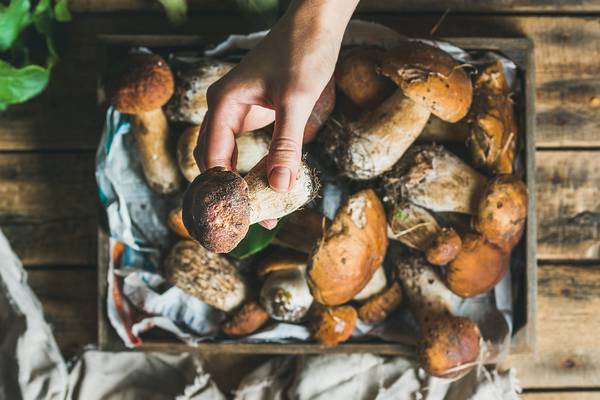 Picking porcini: explore the wild side of mushrooms