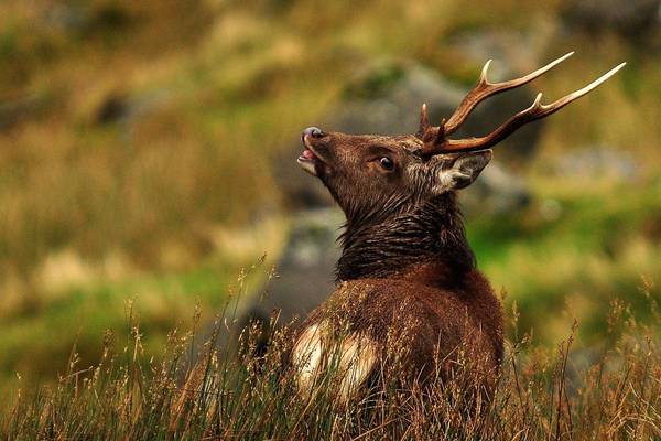 Deer culling programme in Wicklow to intensify