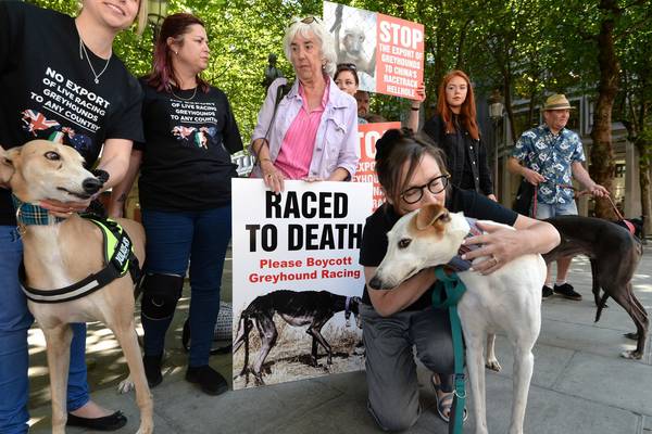 ‘Majority of greyhound owners abusive towards animals’, TD claims