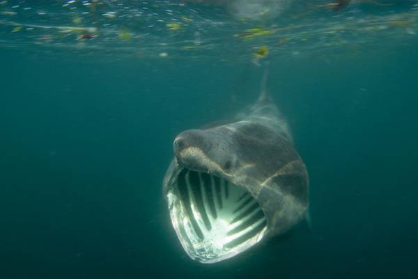 Basking shark on list of fish at risk of extinction in Irish waters