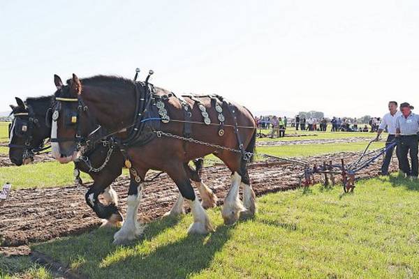 Miriam Lord: No fighting cocks at the ploughing but plenty of cowboy hats