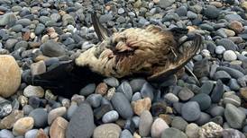 Numbers of ‘oiled seabirds’ rises as source of pollution remains a mystery 