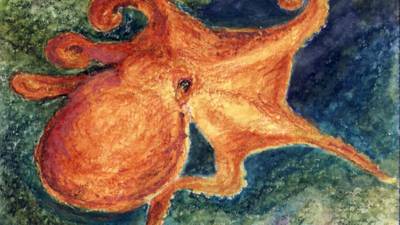 Micheal Viney: Be kind to octopuses – they’re smart, sentient and sensitive