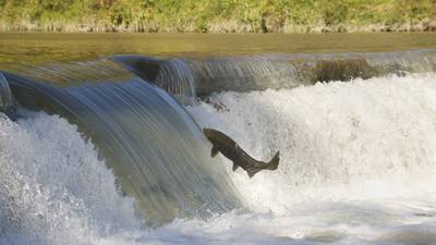 ‘Just three or four’ in 100 wild salmon return to Irish waters