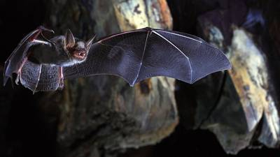 Beautiful bat biology unlocks clues about healthy ageing