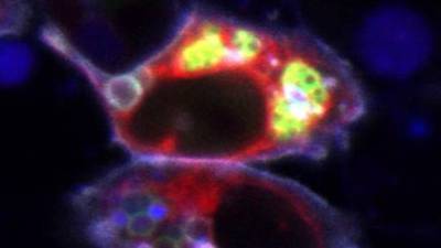 Secret weapon used to watch immune cells wage war on infection