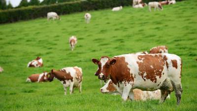Test results on Louth dairy cow   prove positive for BSE