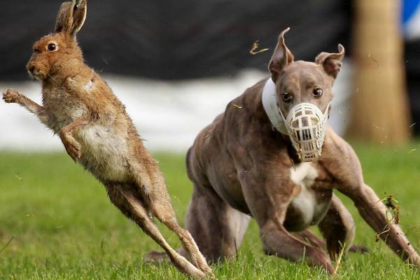 Minister tells coursing organisation to release captured hares