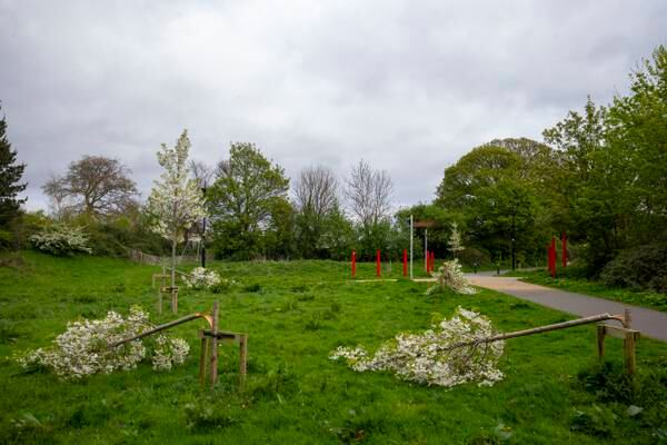 South Dublin County Council to plant ‘mini woodland’ at Dodder Valley Park