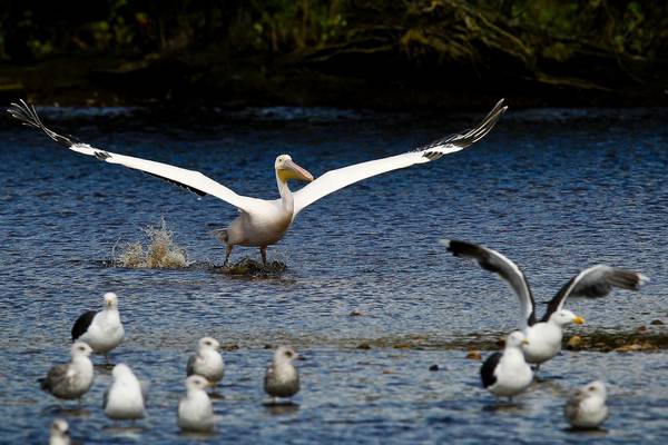 Feathers ruffled as Great White Pelican spotted in Co Wicklow