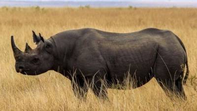 Limerick man accused of rhino horn trafficking extradited to US
