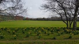 Council approves plan to redevelop part of Shanganagh Park in south Dublin despite division among locals