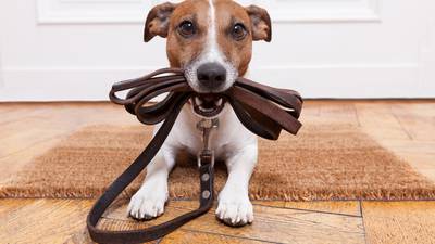 Dog owners are four times more likely to meet guidelines for physical activity