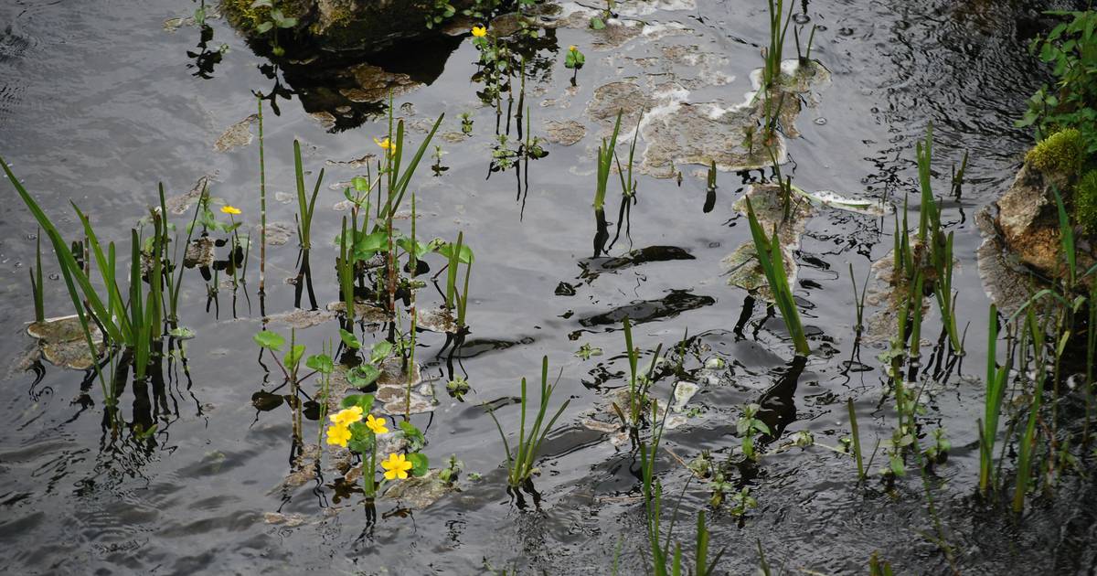 Besoin d’éloigner les mauvais esprits ?  Essayez la fleur de la rivière Shannon – The Irish Times