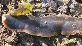What is this strange slug-like creature? Readers’ nature queries