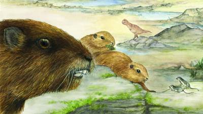 Meet the rat-like animal that avoided being eaten  by dinosaurs 72 million years ago