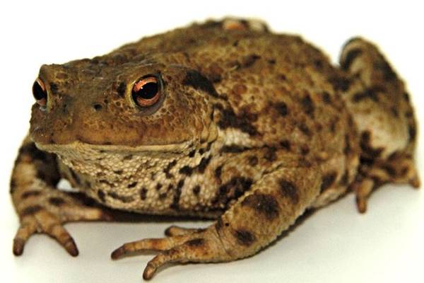 First toad captured in garden in south Dublin following public appeal