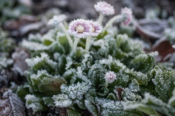 Wrap up your plants against winter’s chill - some may thrive, while others need a little help
