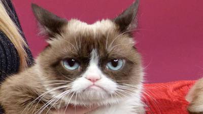 Grumpy Cat, internet celebrity, dies in the arms of her ‘mommy’