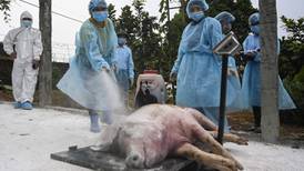 Swine fever: ‘No way to stop it’ as millions of pigs culled across Asia