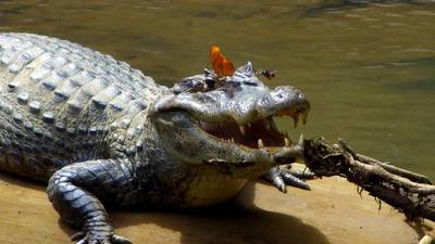 Insects go to the caiman eyelids for a tearful meal