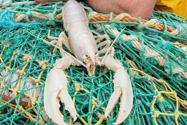 Extremely rare white lobster turns up in Bantry Bay