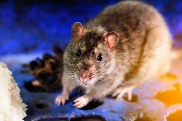 Closure order served on part of Dublin restaurant after rat droppings discovered