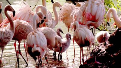 Bird flu fears at Dublin Zoo leave animals  out of sight