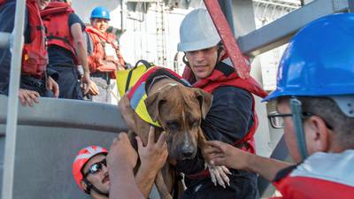Two sailors and their dogs rescued after five months at sea