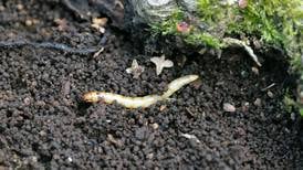 Your gardening questions answered: How can I get rid of wireworms?
