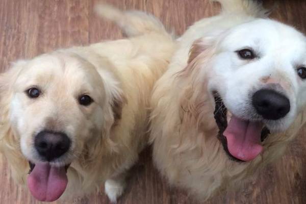 Appeal to rehome pairs of dogs that ‘can’t be split’ goes viral