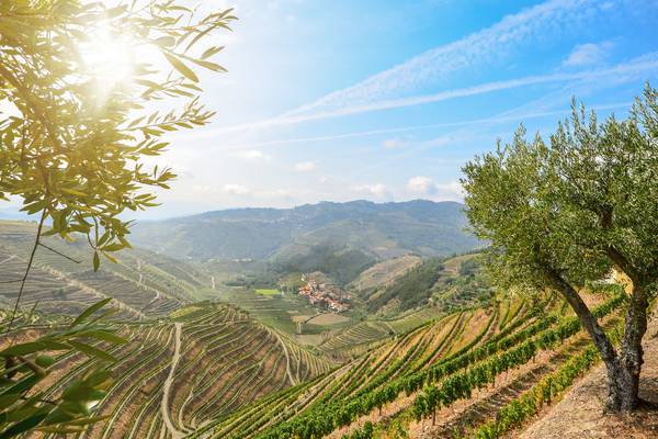 Vineyard tours: Where to visit for beauty and taste