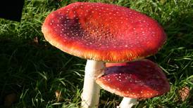 What is this red mushroom I spotted on a woodland walk? Readers’ nature queries